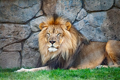 靠墙休息的成年狮子